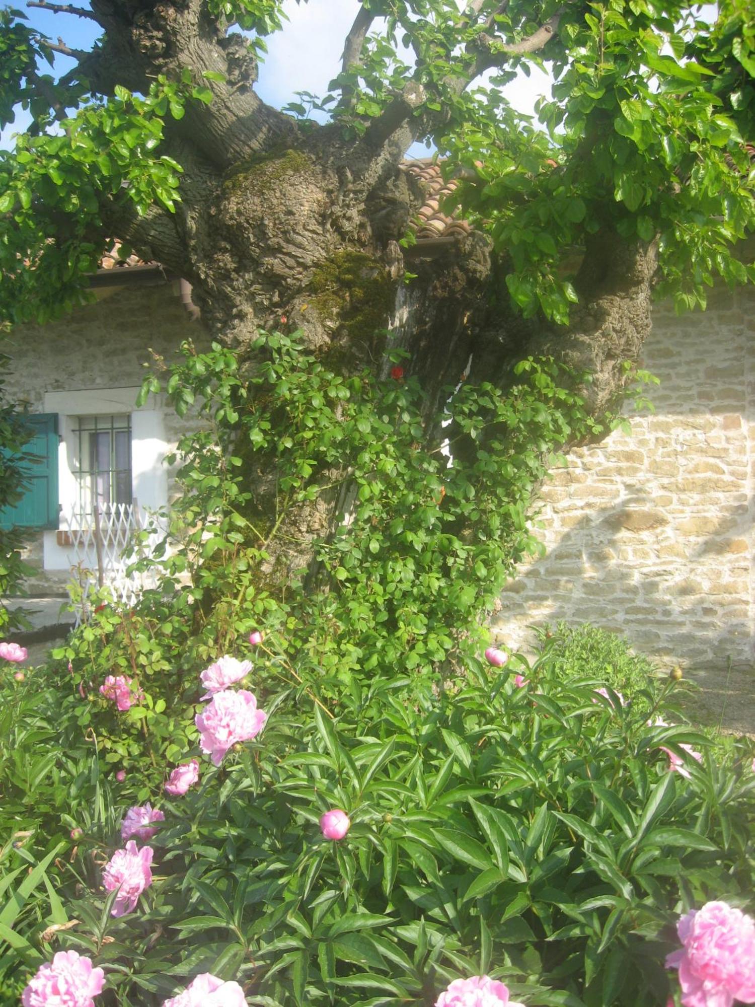 Agriturismo Cascina Serra Cossano Belbo Zewnętrze zdjęcie