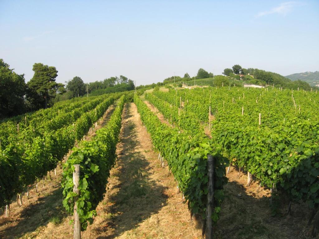 Agriturismo Cascina Serra Cossano Belbo Pokój zdjęcie